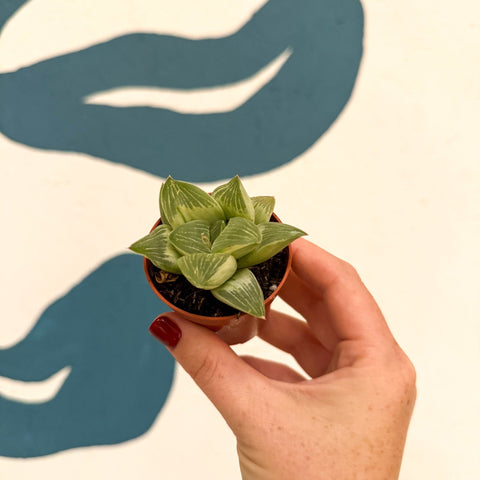 Haworthia retusa 'White Ghost' - Sprouts of Bristol