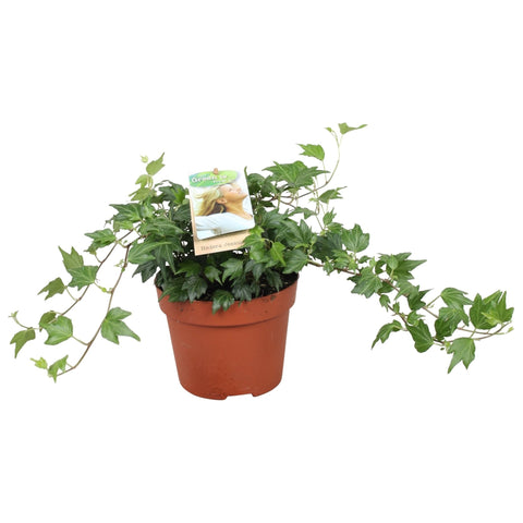 Hedera helix 'Jessica' - English Ivy - Sprouts of Bristol