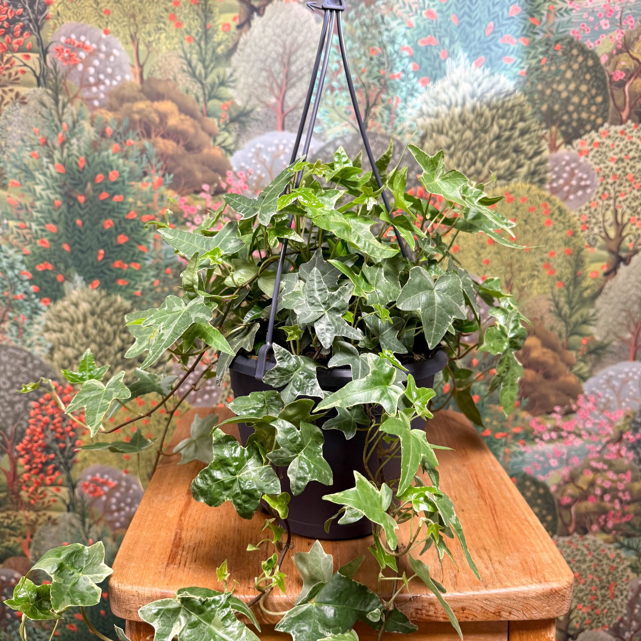 Hedera helix 'Mona Lisa' - English Ivy – Sprouts of Bristol
