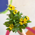 Helenium autumnale 'HayDay Golden Bicolor' - Sneezeweed - British Grown - Sprouts of Bristol