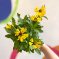 Helenium autumnale 'HayDay Golden Bicolor' - Sneezeweed - British Grown - Sprouts of Bristol