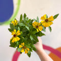 Helenium autumnale 'HayDay Golden Bicolor' - Sneezeweed - British Grown - Sprouts of Bristol