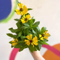 Helenium autumnale 'HayDay Golden Bicolor' - Sneezeweed - British Grown - Sprouts of Bristol