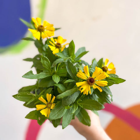 Helenium autumnale 'HayDay Golden Bicolor' - Sneezeweed - British Grown - Sprouts of Bristol