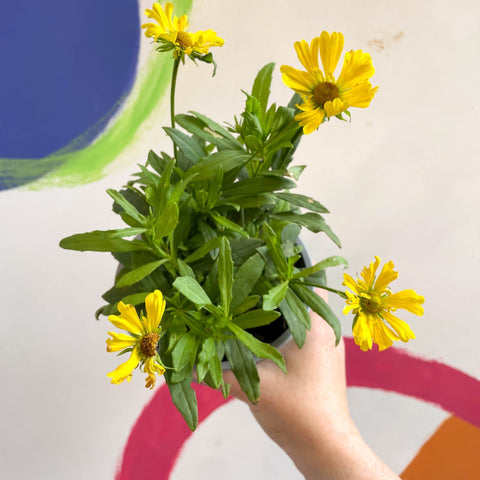 Helenium autumnale 'HayDay Orange' - Sneezeweed - British Grown - Sprouts of Bristol