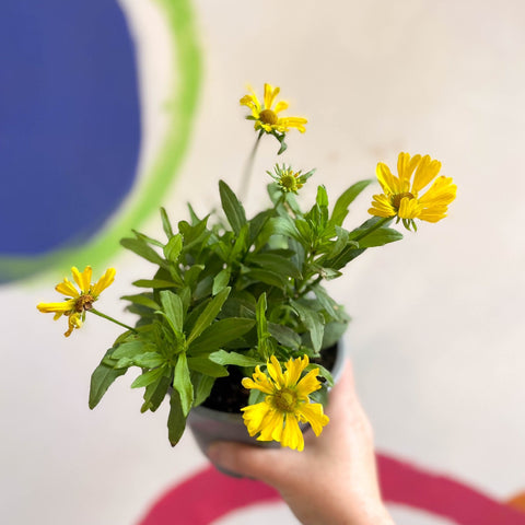 Helenium autumnale 'HayDay Orange' - Sneezeweed - British Grown - Sprouts of Bristol