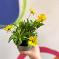 Helenium autumnale 'HayDay Orange' - Sneezeweed - British Grown - Sprouts of Bristol