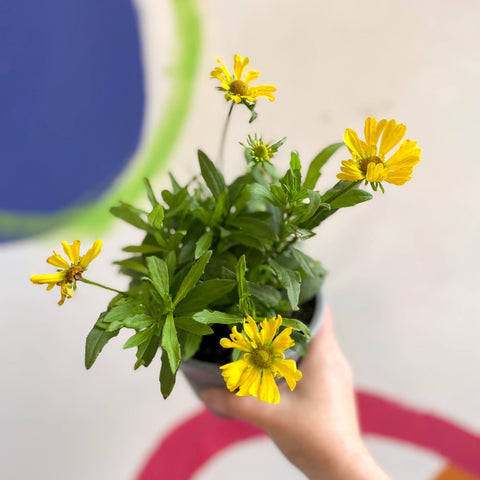 Helenium autumnale 'HayDay Orange' - Sneezeweed - British Grown - Sprouts of Bristol