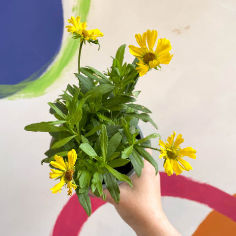 Helenium autumnale 'HayDay Orange' - Sneezeweed - British Grown - Sprouts of Bristol