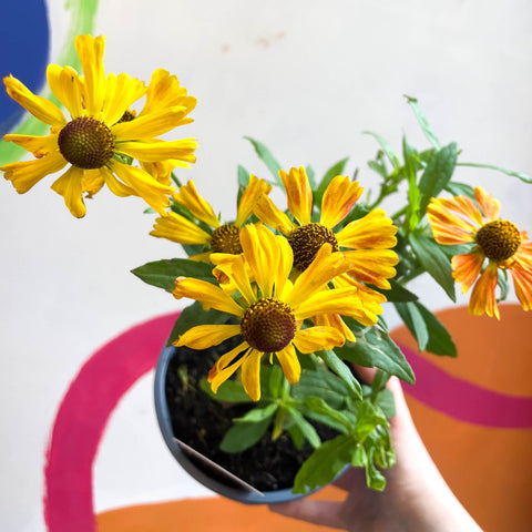 Helenium autumnale 'HayDay Red Bicolor' - Sneezeweed - British Grown - Sprouts of Bristol