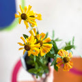 Helenium autumnale 'HayDay Red Bicolor' - Sneezeweed - British Grown - Sprouts of Bristol