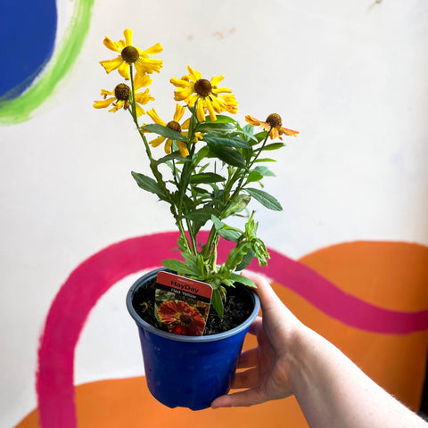 Helenium autumnale 'HayDay Red Bicolor' - Sneezeweed - British Grown - Sprouts of Bristol