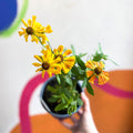 Helenium autumnale 'HayDay Red Bicolor' - Sneezeweed - British Grown - Sprouts of Bristol