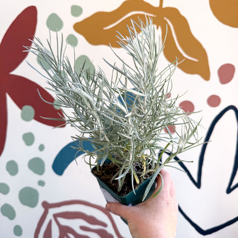 Helichrysum italicum - Curry Plant - Cotswolds Grown Culinary Herbs - Sprouts of Bristol