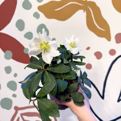 Helleborus niger 'Christmas Carol' - White Christmas Rose - Sprouts of Bristol