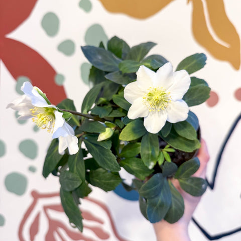 Helleborus niger 'Christmas Carol' - White Christmas Rose - Sprouts of Bristol