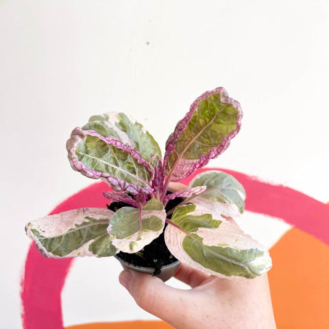 Hemigraphis alternata 'Snow White' - Sprouts of Bristol