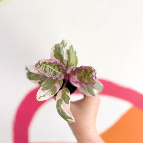 Hemigraphis alternata 'Snow White' - Sprouts of Bristol