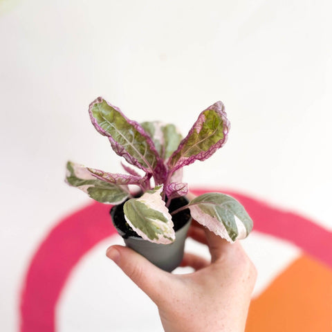 Hemigraphis alternata 'Snow White' - Sprouts of Bristol