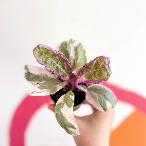 Hemigraphis alternata 'Snow White' - Sprouts of Bristol