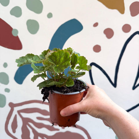 Heuchera americana 'Marvelous Marble' - British Grown Herbaceous Perennial - Sprouts of Bristol