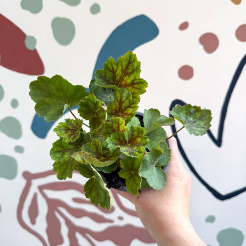 Heuchera americana 'Marvelous Marble' - British Grown Herbaceous Perennial - Sprouts of Bristol