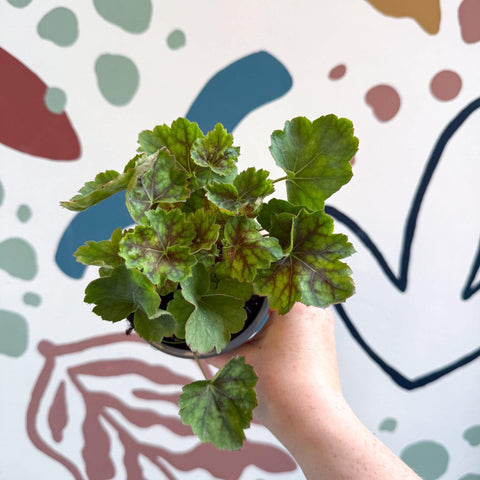 Heuchera americana 'Marvelous Marble' - British Grown Herbaceous Perennial - Sprouts of Bristol