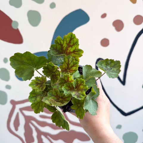 Heuchera americana 'Marvelous Marble' - British Grown Herbaceous Perennial - Sprouts of Bristol