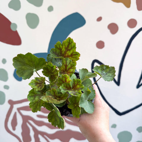 Heuchera americana 'Marvelous Marble' - British Grown Herbaceous Perennial - Sprouts of Bristol