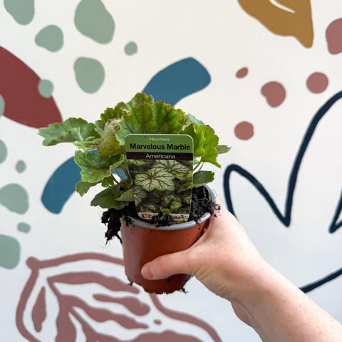 Heuchera americana 'Marvelous Marble' - British Grown Herbaceous Perennial - Sprouts of Bristol