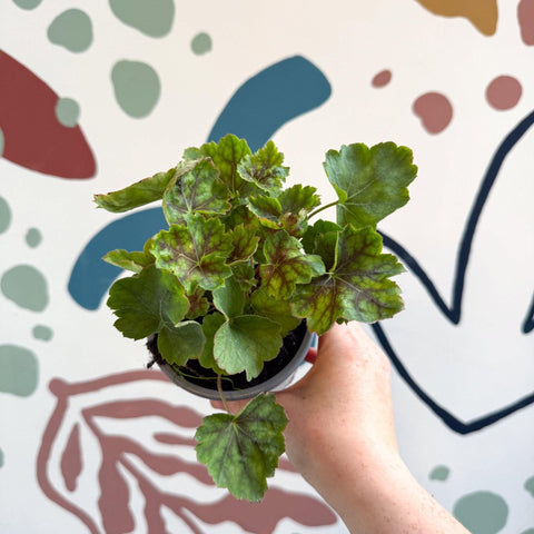 Heuchera americana 'Marvelous Marble' - British Grown Herbaceous Perennial - Sprouts of Bristol