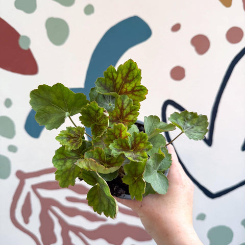 Heuchera americana 'Marvelous Marble' - British Grown Herbaceous Perennial - Sprouts of Bristol