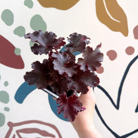 Heuchera americana 'Melting Fire' - British Grown Herbaceous Perennial - Sprouts of Bristol
