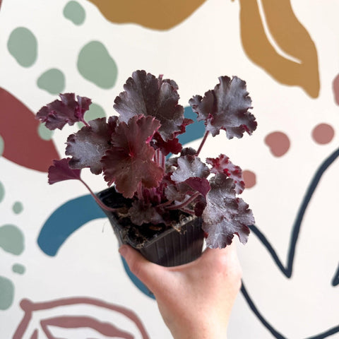Heuchera americana 'Melting Fire' - British Grown Herbaceous Perennial - Sprouts of Bristol