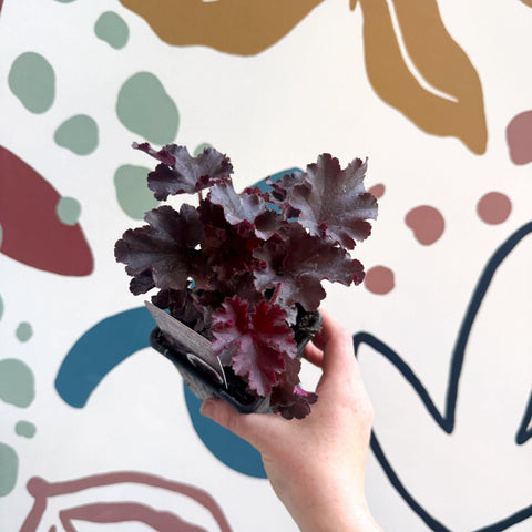 Heuchera americana 'Melting Fire' - British Grown Herbaceous Perennial - Sprouts of Bristol