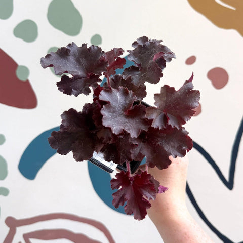 Heuchera americana 'Melting Fire' - British Grown Herbaceous Perennial - Sprouts of Bristol