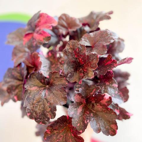 Heuchera 'Midnight Rose' - British Grown Herbaceous Perennial - Sprouts of Bristol