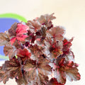 Heuchera 'Midnight Rose' - British Grown Herbaceous Perennial - Sprouts of Bristol