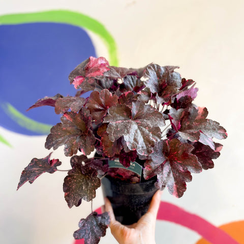 Heuchera 'Midnight Rose' - British Grown Herbaceous Perennial - Sprouts of Bristol