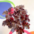 Heuchera 'Midnight Rose' - British Grown Herbaceous Perennial - Sprouts of Bristol