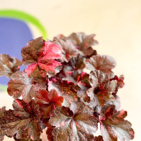 Heuchera 'Midnight Rose' - British Grown Herbaceous Perennial - Sprouts of Bristol