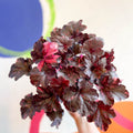 Heuchera 'Midnight Rose' - British Grown Herbaceous Perennial - Sprouts of Bristol