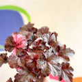 Heuchera 'Midnight Rose' - British Grown Herbaceous Perennial - Sprouts of Bristol