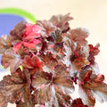 Heuchera 'Midnight Rose' - British Grown Herbaceous Perennial - Sprouts of Bristol