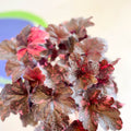 Heuchera 'Midnight Rose' - British Grown Herbaceous Perennial - Sprouts of Bristol