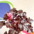 Heuchera 'Midnight Rose' - British Grown Herbaceous Perennial - Sprouts of Bristol