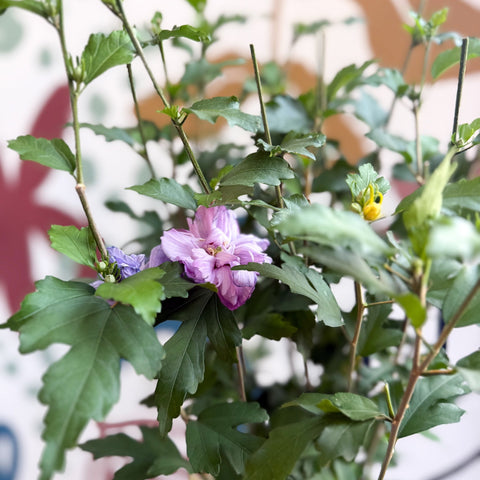 Hibiscus syriacus ‘Ardens’ - Rose of Sharon - Sprouts of Bristol