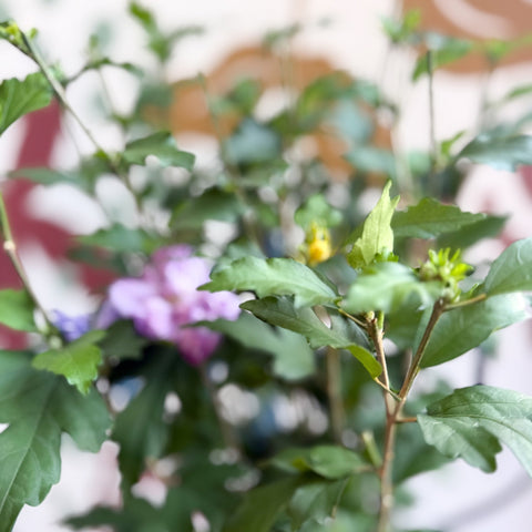 Hibiscus syriacus ‘Ardens’ - Rose of Sharon - Sprouts of Bristol