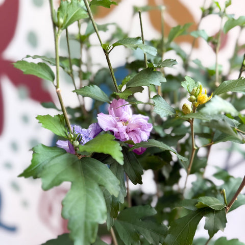 Hibiscus syriacus ‘Ardens’ - Rose of Sharon - Sprouts of Bristol