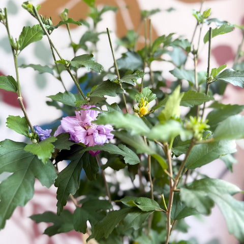 Hibiscus syriacus ‘Ardens’ - Rose of Sharon - Sprouts of Bristol